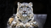 snow-leopard-31